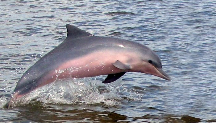 The Amazon River Dolphin