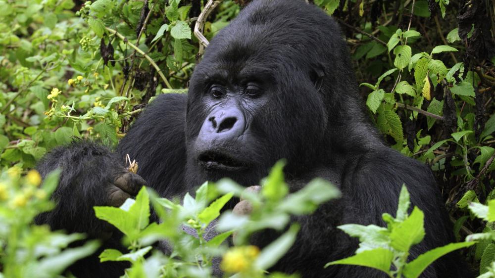 Gorilla Safari - Bwindi N. Park