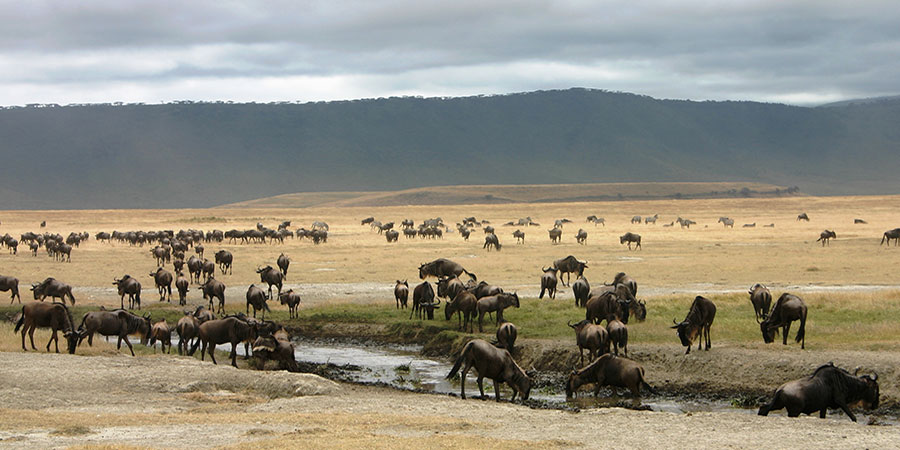 3 Days Nairobi Lake Manyara Ngorongoro Safari