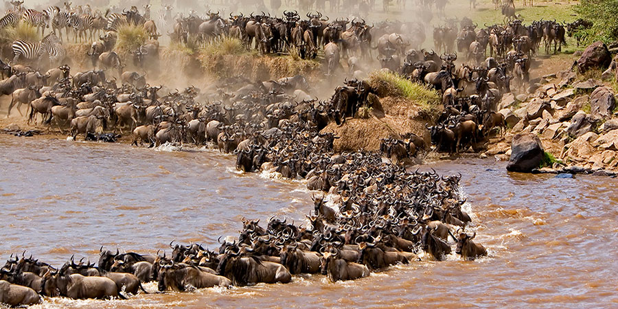 3 Days Mombasa Masai Mara Fly-in Safari