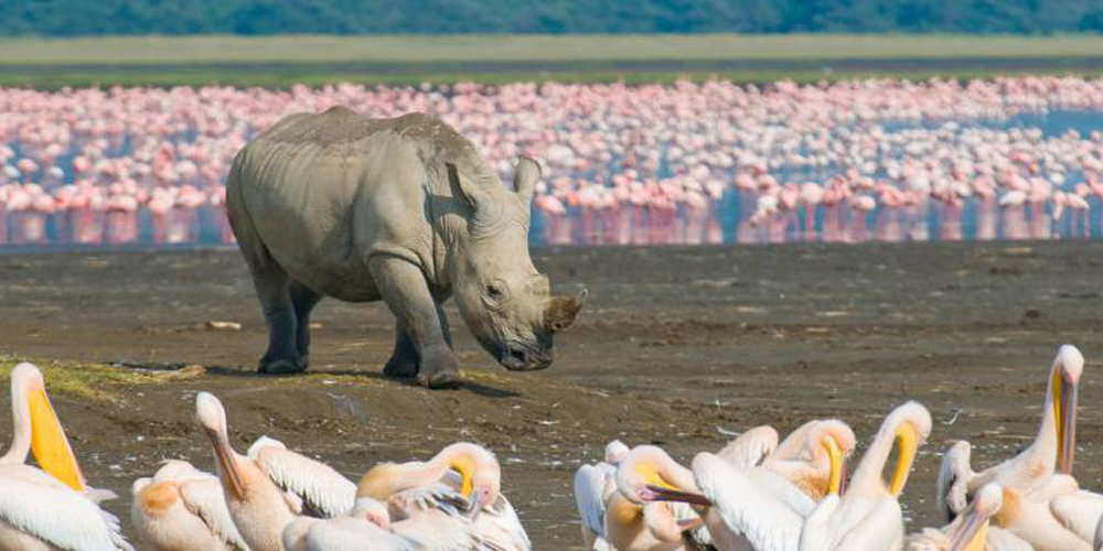 1 Day Lake Nakuru National Park Trip