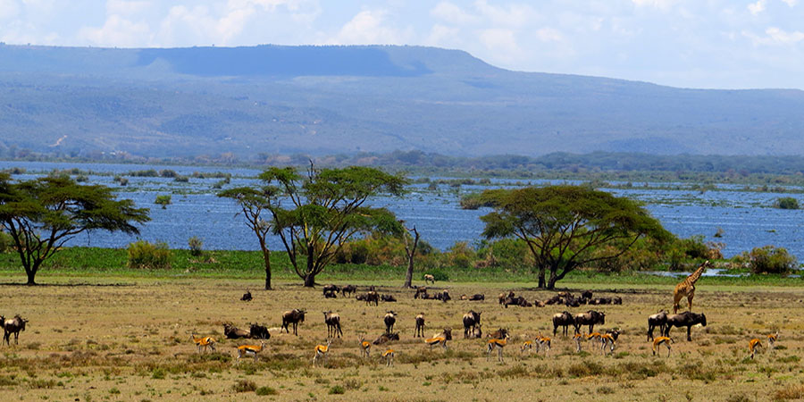 2 Days Nairobi – Lake Nakuru and Lake Naivasha