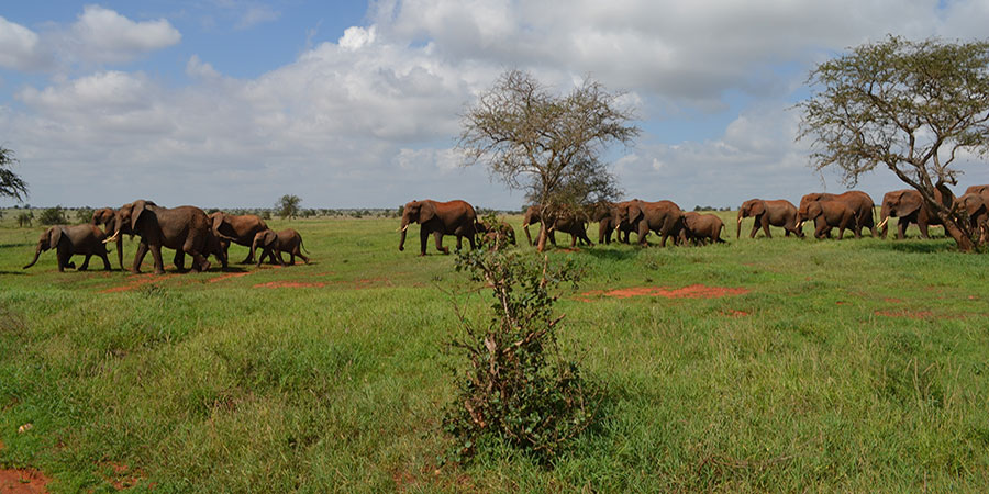 2 Days Nairobi Amboseli Overnight Safari