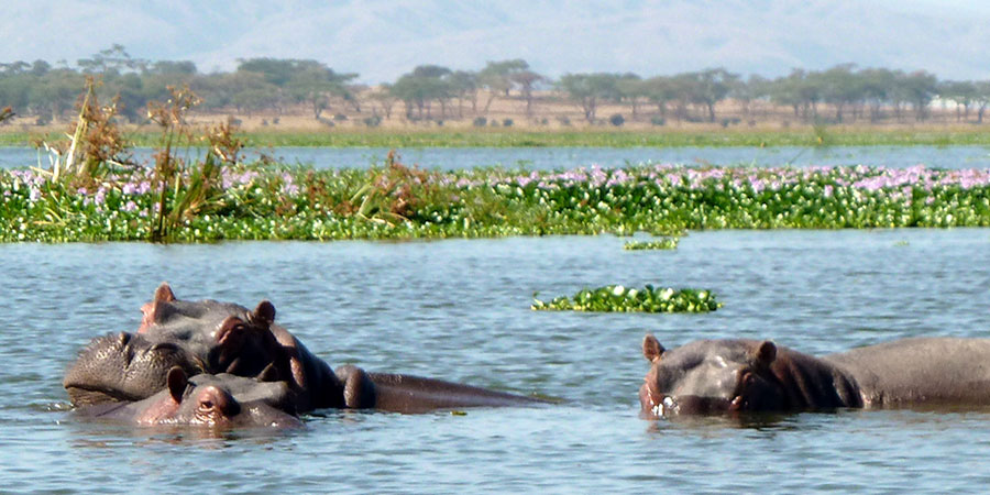 12 Days Kenya Safari Tour - Samburu, Mount Kenya, Aberdares - Lake Nakuru - Masai Mara - Lake Naivasha - Amboseli - Tsavo West