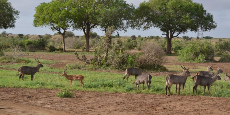 3 Days Nairobi Tsavo West, Tsavo East Safari